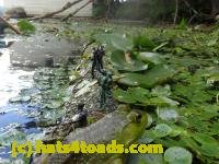 /home//u458753944/public_html/sourcegallery//////////////////Frogs/Bullfrogs 2016-08 Ontario/P8120047.JPG